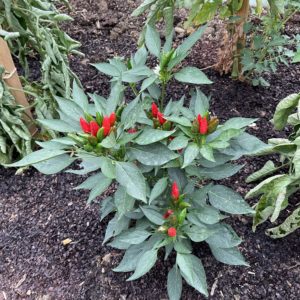 Piment fort
