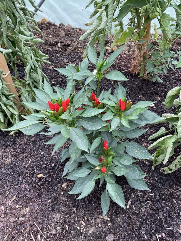 Piment fort