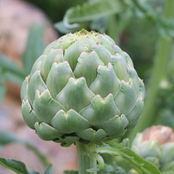 Artichaut Green globe