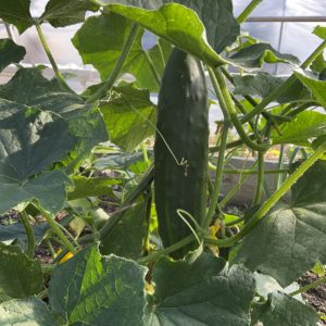 Concombre Marketmore