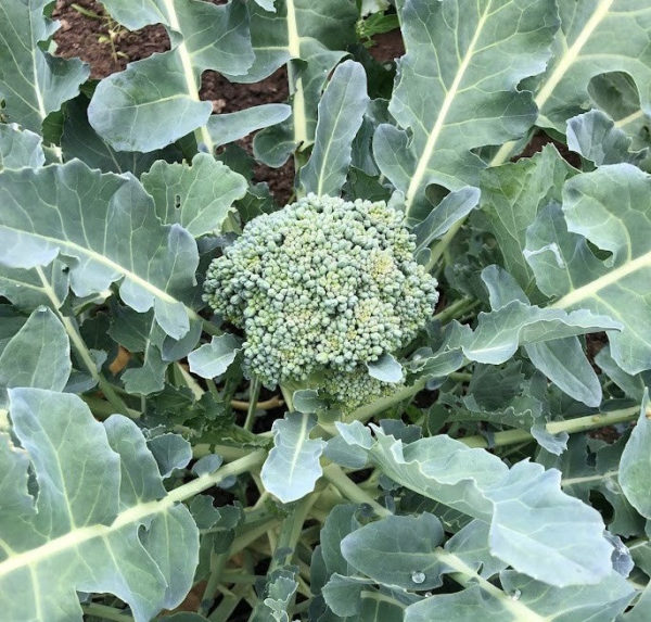 Brocoli Calabrese Natalino