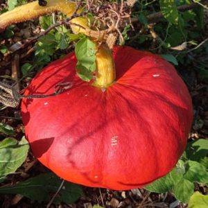 Courge Rouge vif d’Etampes
