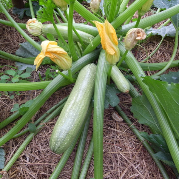 Courgette verte clair PSR
