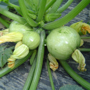 Courgette Ronde de Nice PSR