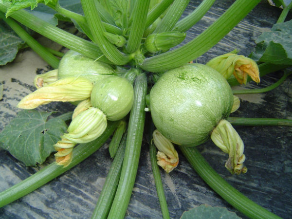 Courgette Ronde de Nice PSR