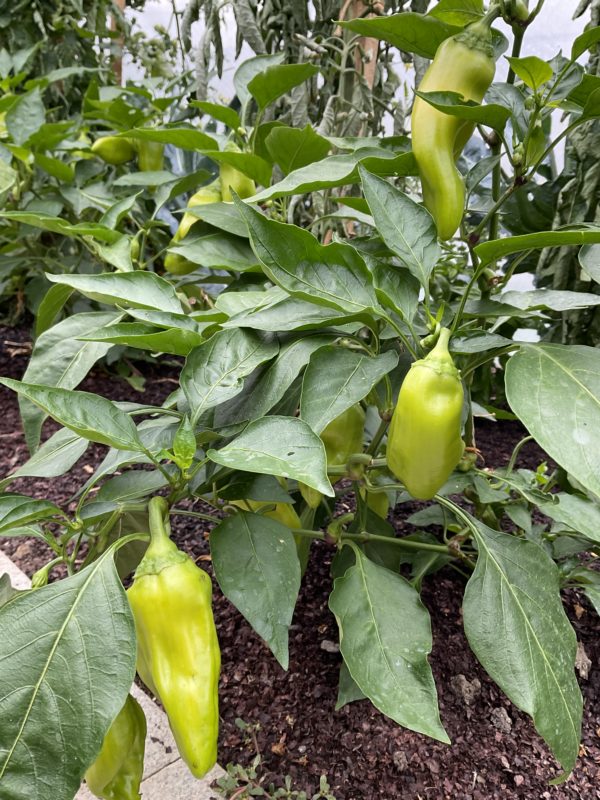 Poivron Oro