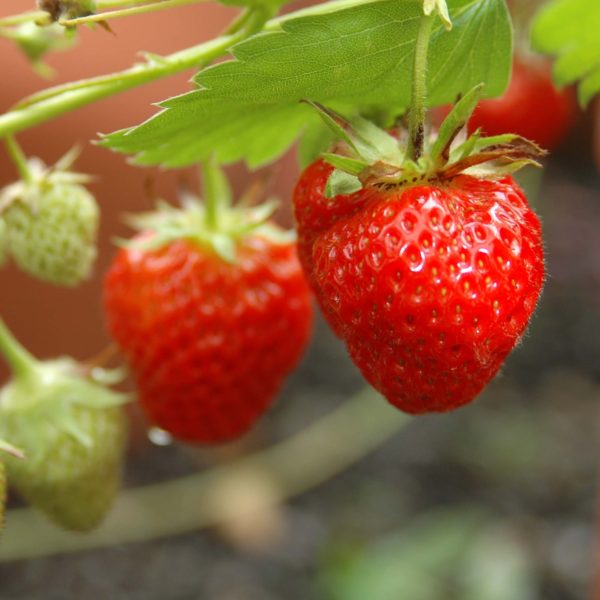 Fraisier à gros fruit Wädenswil