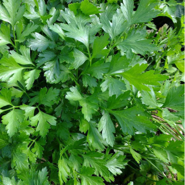 Persil plat