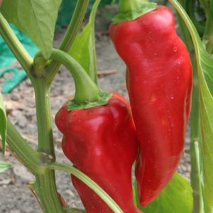 Piment Gorria (type Espelette)
