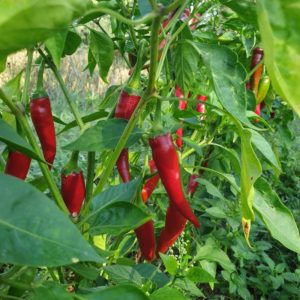 Piment de cayenne
