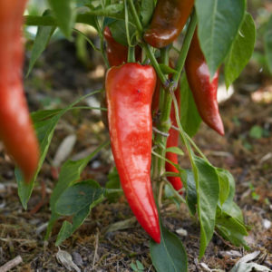 Poivron Corne de bœuf rouge PSR