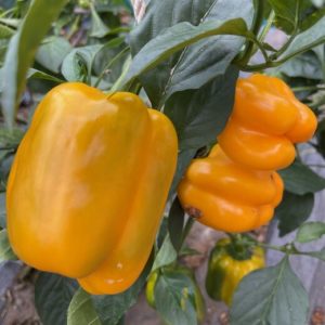 Poivron Quadrato d’Asti jaune