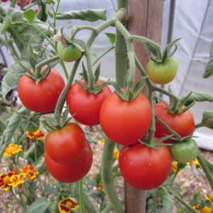 Tomate Précoce de Quimper