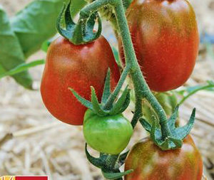 Tomate Black Plum PSR