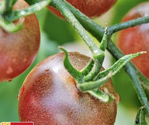 Tomate Cerise noire PSR