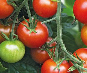 Tomate Cerise rouge