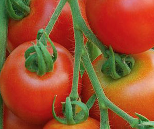 Tomate Matina