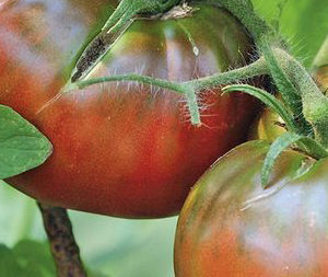 Tomate Noire de Crimée