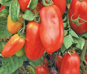 Tomate San Marzano 2
