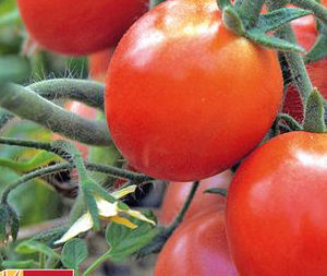 Tomate Ampeltomate PSR