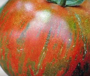 Tomate Black Zébra