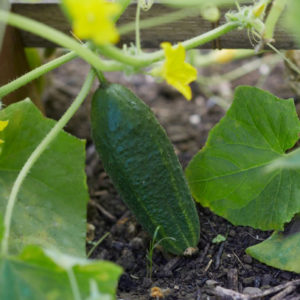 Cornichon Vorgerbirgstrauben PSR