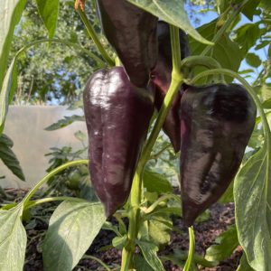Poivron Violet de Hongrie PSR
