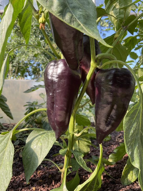 Poivron Violet de Hongrie PSR