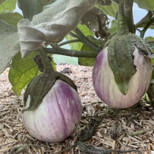 Aubergine Rotonda bianca sfumata di rosa PSR
