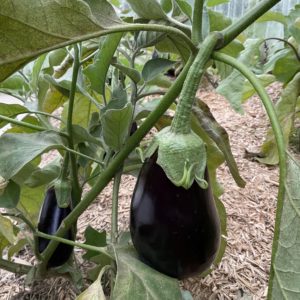 Aubergine Meronda