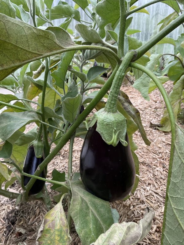 Aubergine Meronda