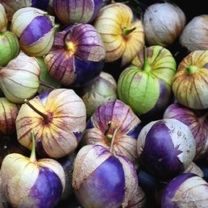 Aubergine des montagnes