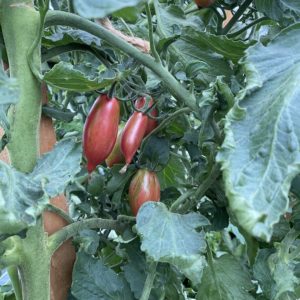 Tomate Pink tiger