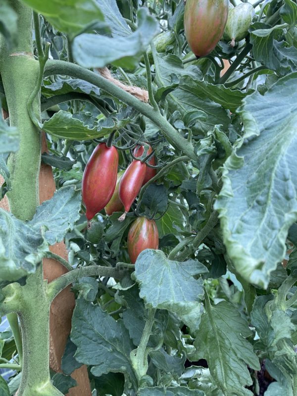 Tomate Pink tiger