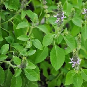 Basilic sacré, tulsi