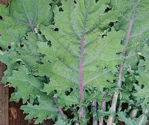 Chou kale Red russian