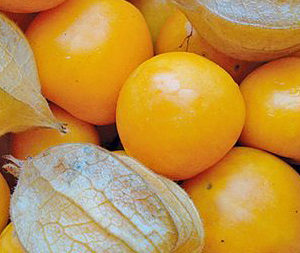 Coqueret du Pérou
