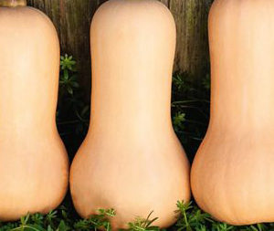 Courge Nutterbutter