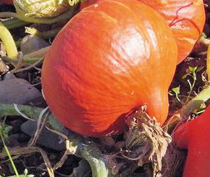 Courge Solor DB
