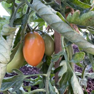 Tomate Orange banana