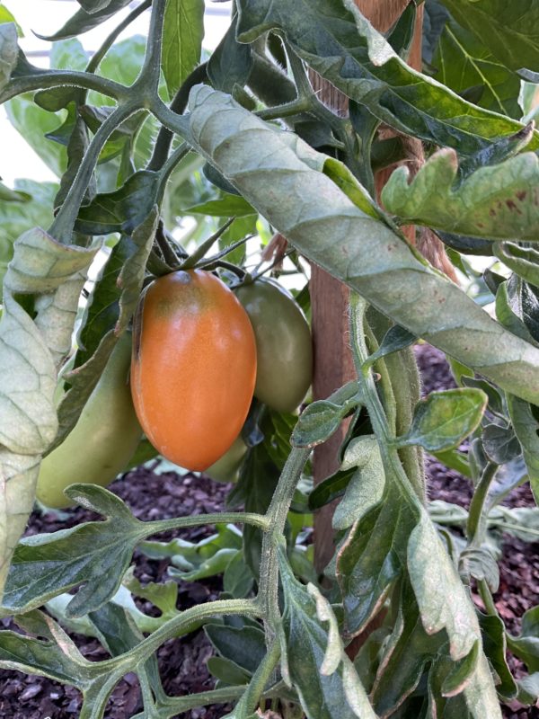 Tomate Orange banana