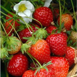 Fraisier remontant Mara des bois