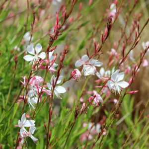Gaura