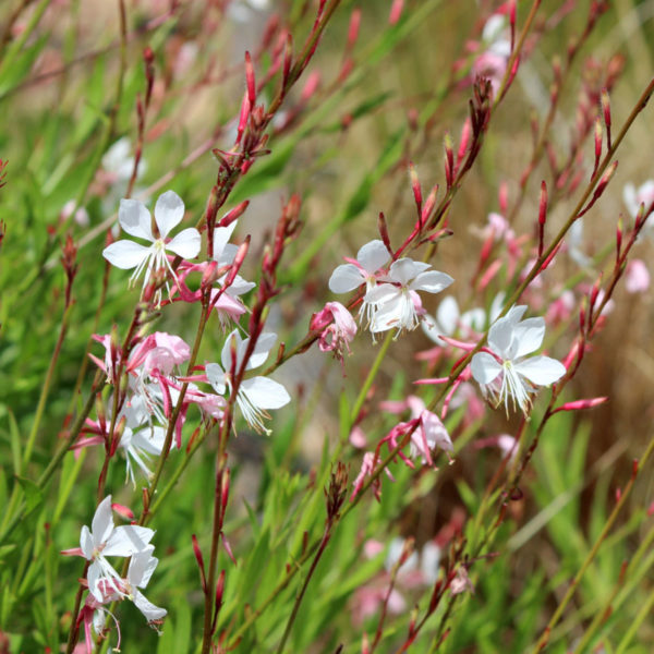 Gaura
