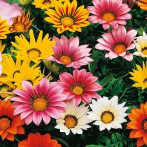 Gazania kiss