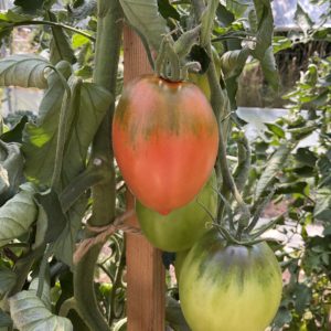 Tomate Amish pasta PSR