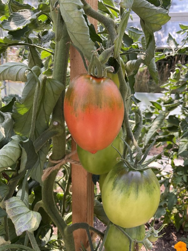 Tomate Amish pasta PSR
