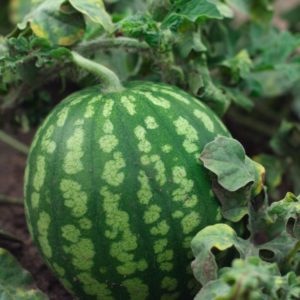 Pastèque Sugar baby