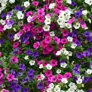 Petunia