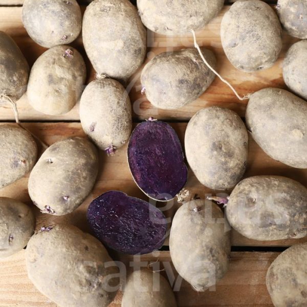 Pomme de terre Bleue Anneliese 500gr